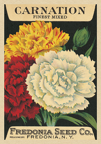 Carnation