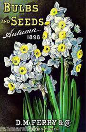 Daffodil
