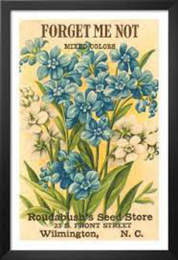 Forget Me Not