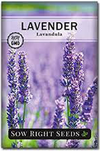Lavender