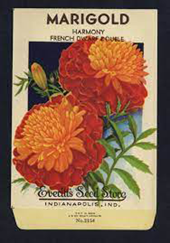 Marigold