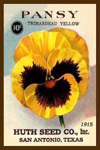 Pansy