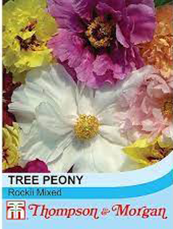 Peony