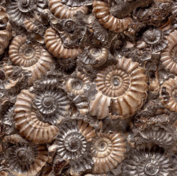 Ammonite