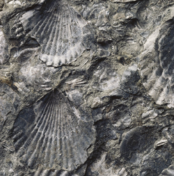 Bivalves