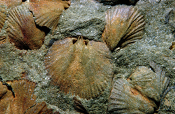 Brachiopods