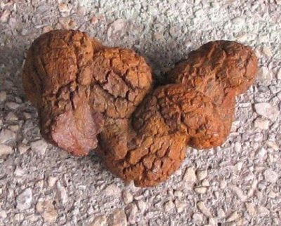 Copralite