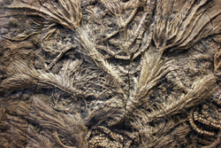 Crinoids