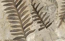 Paleobotany