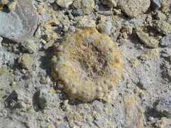 Sea Urchin