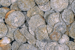 Sponges