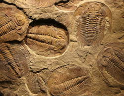 Trilobites
