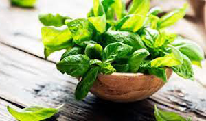 Basil