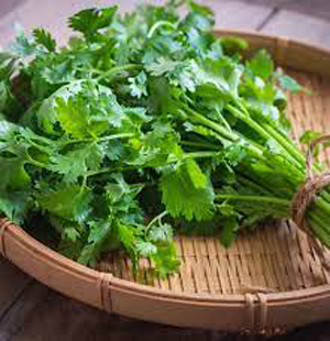 Cilantro