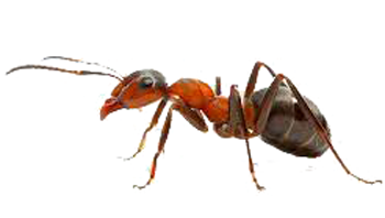 Ant