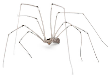 Daddy Long Legs
