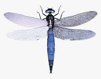 Dragon Fly