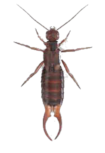 Earwig