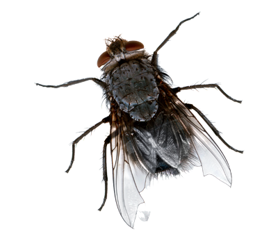 Fly