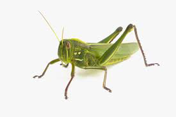Grasshopper