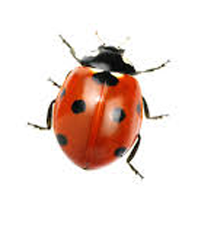 Lady Bird