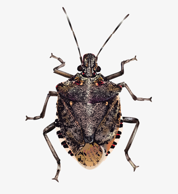 Shieldbug