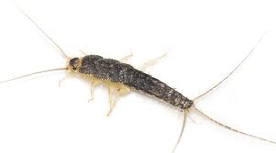 Silverfish