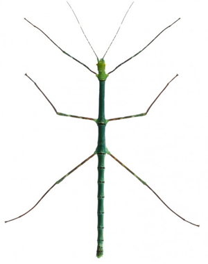Stick Insects