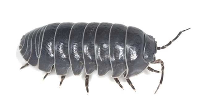 Woodlouse
