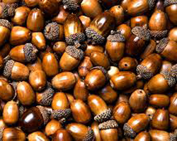 Acorn