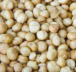 Macadamia Nut