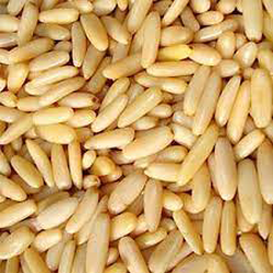 Pine Nut
