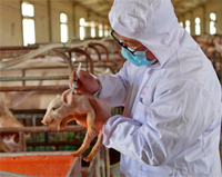 H1N1 Swine Flu Pandemic