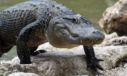 American Alligator