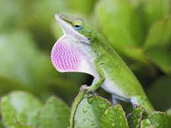 Anole