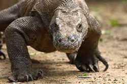 Komodo Dragon