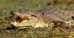 Nile Crocodile