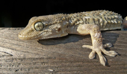 Gecko