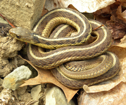 Garter Snake