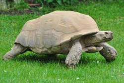 Spur-thighed Tortoise