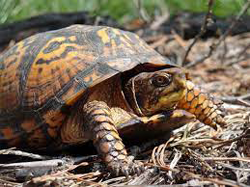 Box Turtle