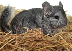 Chinchilla