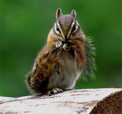 Chipmunk
