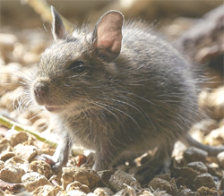 Degu