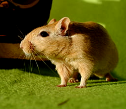 Gerbil