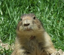 Gopher