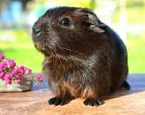 Guinea Pig