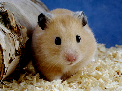Hamster