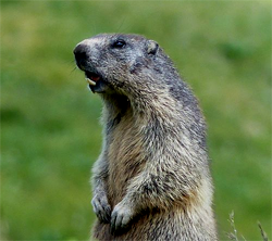 Marmot