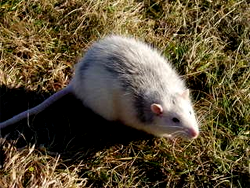 Mouse